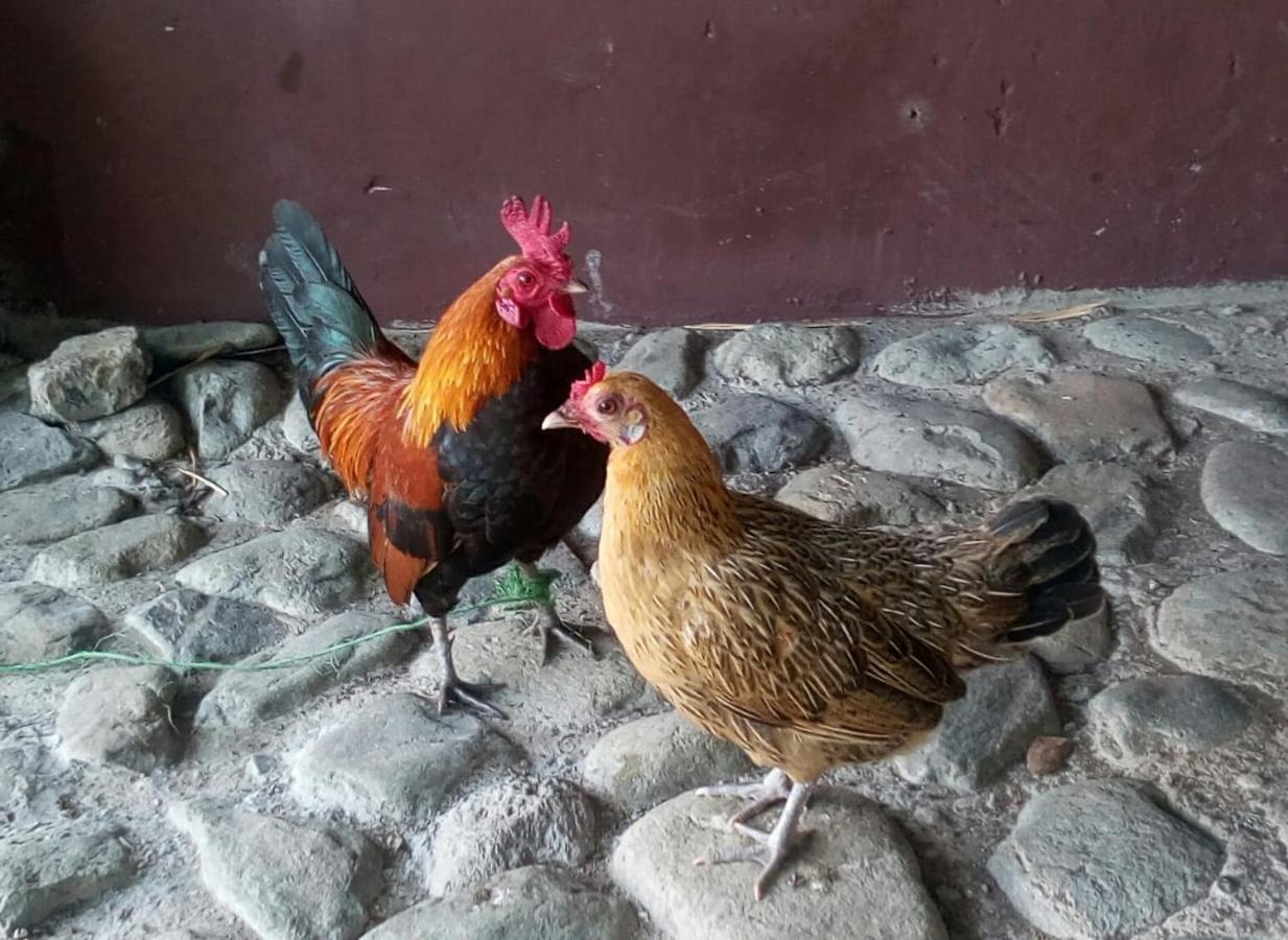 Finca Turistica Santa Clara Hostel Calarca Bagian luar foto